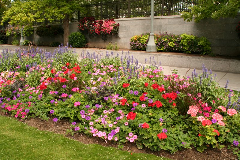 Trip (29).JPG - Flowers along the walks in Salt Lake City